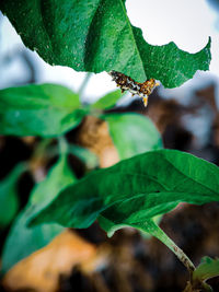 Close-up of fresh green leaves