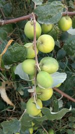 Close-up of fruits growing on tree