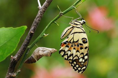 Close-up of butterfly on leaf