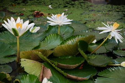 Close-up of flowering plants in water