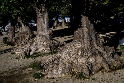 Trees in forest