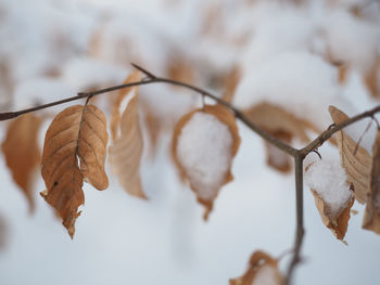 Close-up of dried leaves during winter