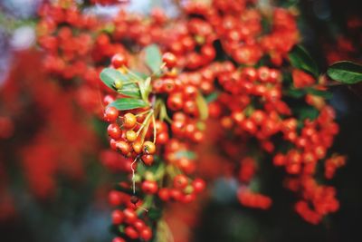 Close-up of red berries on plant