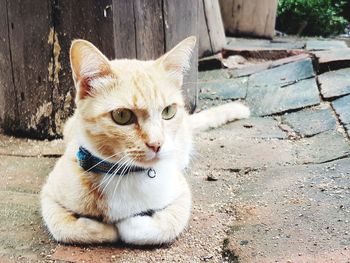 Portrait of cat sitting on street