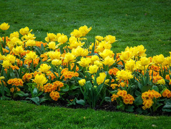 Close-up of yellow flowers growing in field