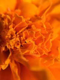 Full frame shot of orange flower