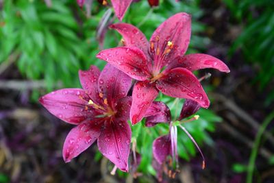 Close-up of pink flowers blooming in park