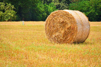 Hay bales on field