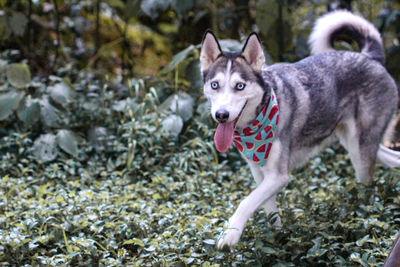 Dogs running on field