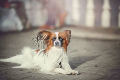 Portrait of dog sitting outdoors