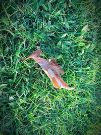 Fallen leaves on grassy field