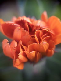 Close-up of orange flowering plant on field