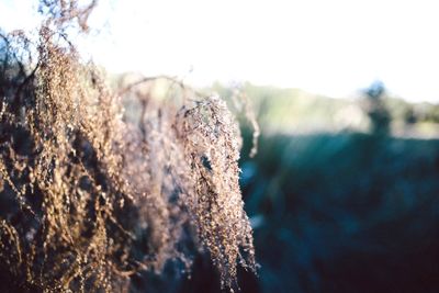 Close-up of plant against sky