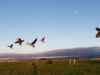 Birds flying over field
