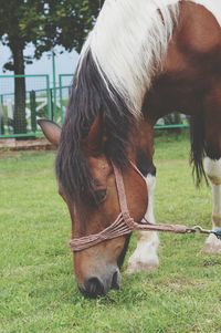 Horse in ranch