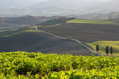 Scenic view of agricultural field