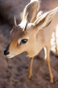 Close-up of deer