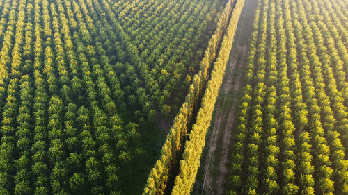 High angle view of trees growing on field