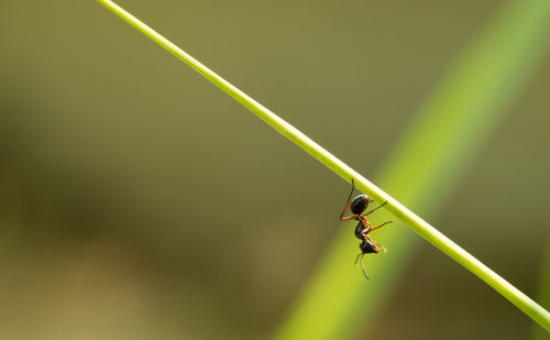 Close-up of ant on leaf