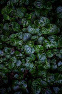 Full frame shot of fresh vegetables in market