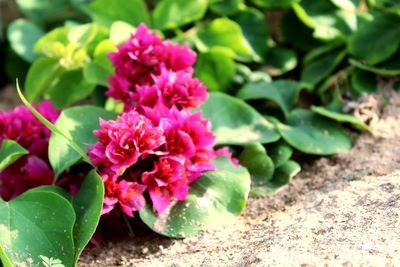 Close-up of pink flowering plant