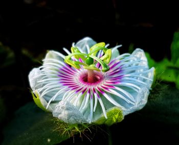 Close-up of purple flower