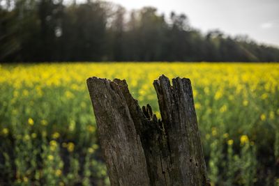 Close-up of yellow plant on field