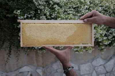 Cropped hand holding honeycomb against plants