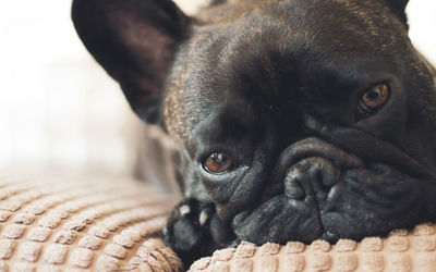 Close-up portrait of a dog