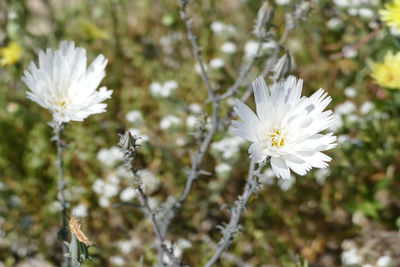 Close-up of white flowers blooming outdoors