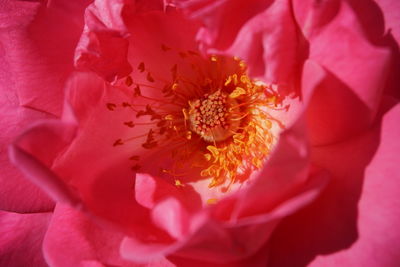 Close-up of fresh pink flower blooming outdoors