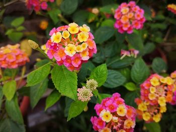 Close-up of pink flowering plants