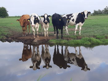 Cows standing in a lake