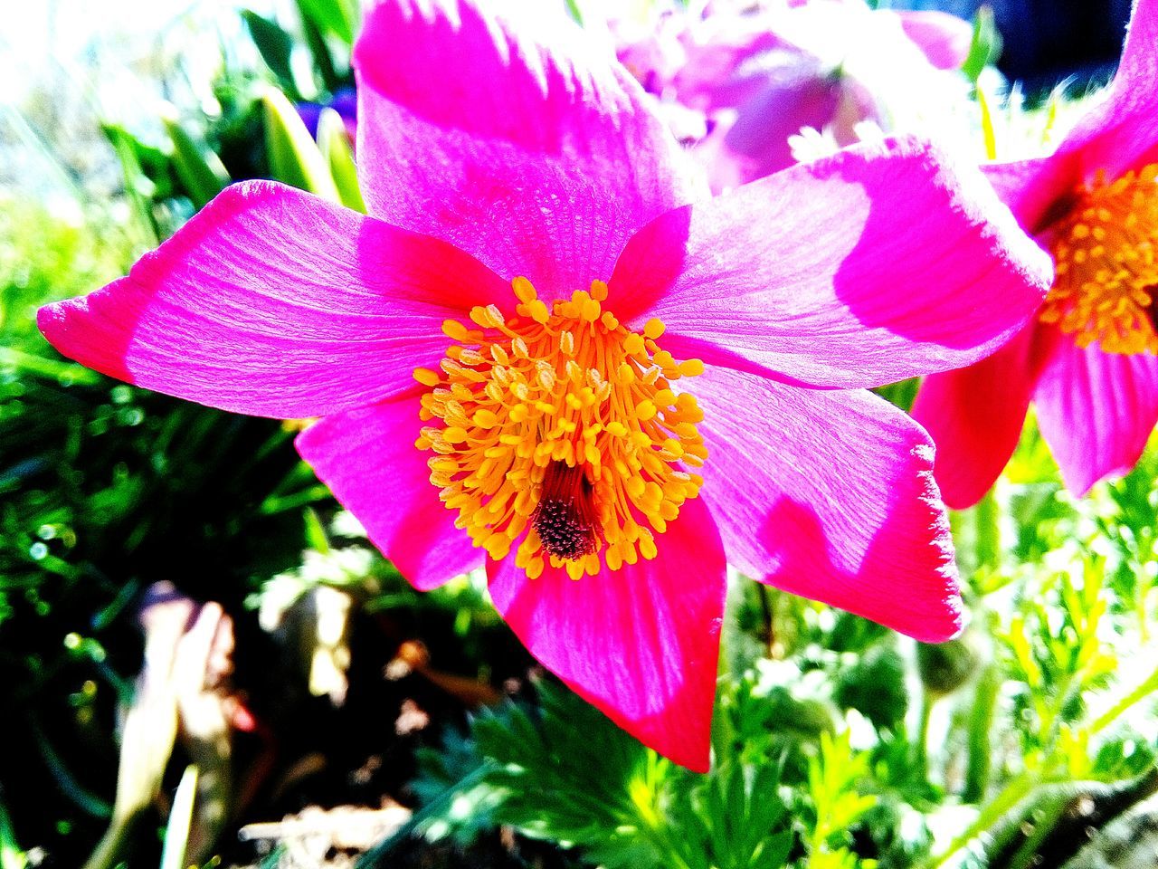 flower, petal, freshness, flower head, insect, fragility, animal themes, one animal, pollen, animals in the wild, beauty in nature, wildlife, close-up, growth, pollination, pink color, nature, stamen, bee, blooming