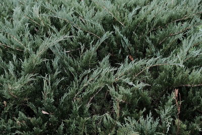 Full frame shot of plants