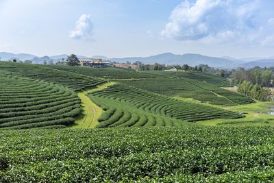 Scenic view of agricultural field against sky