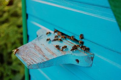 Close-up of bees on wood