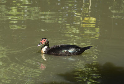 Duck swimming in a lake