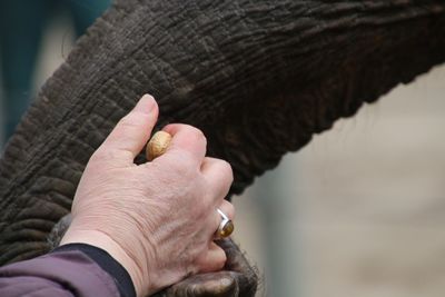 Cropped hand feeding elephant