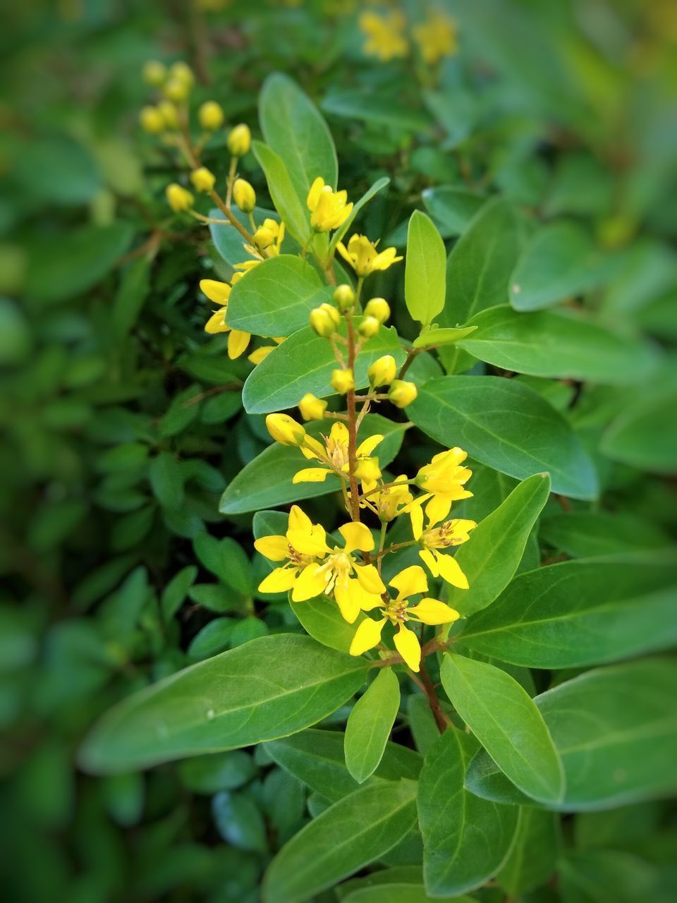 CLOSE-UP OF YELLOW FLOWER PLANT