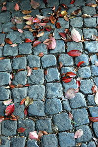 High angle view of autumn leaves on footpath