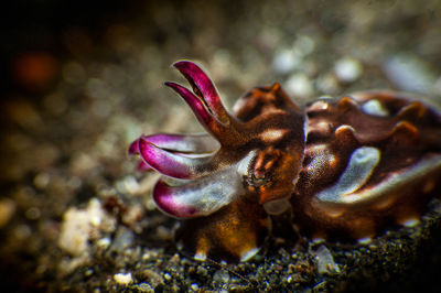 Close-up of snail