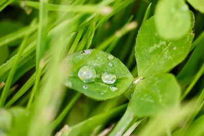 Close-up of raindrops on green leaves