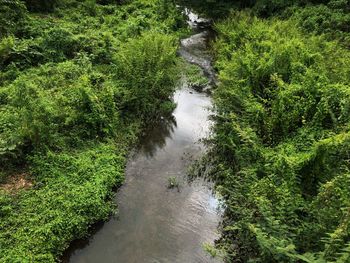 High angle view of river amidst trees in forest