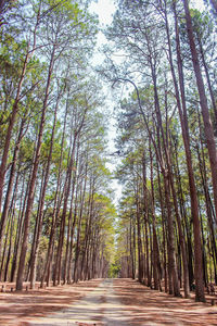 Footpath amidst trees in forest