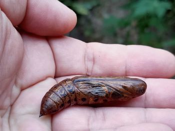 Close-up of human hand holding small