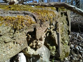 Close-up of lichen on rock