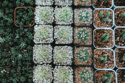 Full frame shot of potted plants