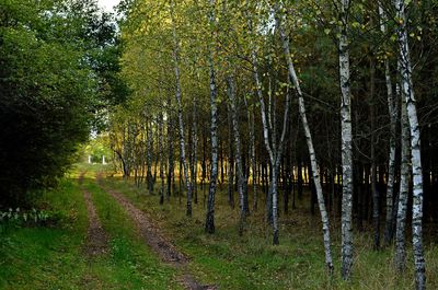 Trees in park