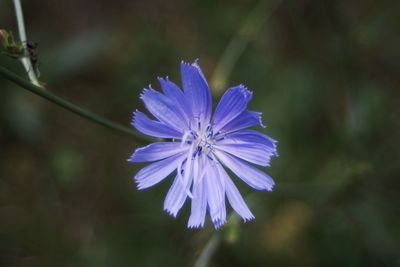 Close-up of purple flowering plant